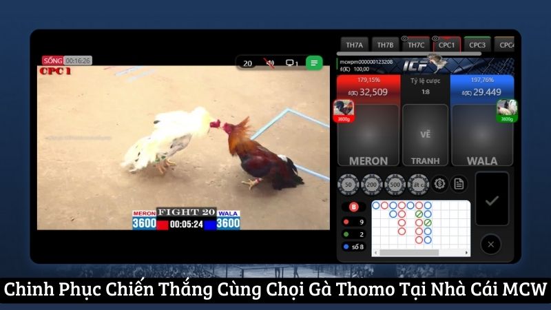 chinh-phuc-chien-thang-cung-choi-ga-thomo-tai-nha-cai-mcw